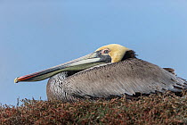 Brown pelican (Pelecanus occidentalis) Monterey Bay, California, USA, March.
