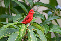 Summer tanager (Piranga rubra) male, northern Costa Rica.