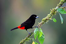 Scarlet-rumped tanager (Ramphocelus passerinii) northern Costa Rica.