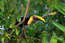 Chestnut-mandibled toucan (Ramphastos swainsonii) Osa Peninsula, Costa Rica.