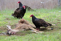 Turkey vulture (Cathartes aura) feeding on deer carcass Piedras Blancas, California, USA.