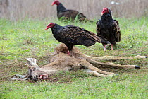 Turkey vulture (Cathartes aura) feeding on deer carcass Piedras Blancas, California, USA.