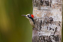 Black-cheeked woodpecker (Melanerpes pucherani) in nest hole, northern Costa Rica.