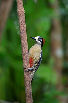 Black-cheeked woodpecker (Melanerpes pucherani) northern Costa Rica.