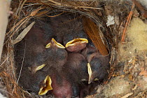 House wren (Troglodytes aedon) young chicks in nest Corte Madera, California, USA, May.