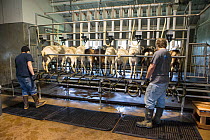 Domestic goats (Capra hircus) in milking parlour, Sonoma County, California, USA, May 2012.