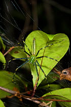 Malagasy green lynx spider (Peucetia madagascariensis) east coast of Madagascar.
