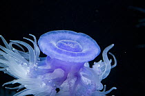 Crown jelly (Cephea cephea) captive,  Monterey Bay Aquarium, California, USA, January.