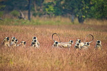 Hanuman langur (Semnopithecus dussumieri) group, Satpura Tiger Reserve, India.