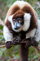 Black and white ruffed lemur (Varecia variegata variegata) portrait, Madagascar.