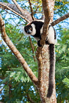 Black And white ruffed lemur (Varecia variegata variegata) in tree, east coast of Madagascar.