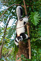 Black And white ruffed lemur (Varecia variegata variegata) climbing down tree trunk, east coast of Madagascar.