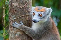 Crowned lemur (Eulemur coronatus) female, east coast of Madagascar.
