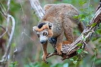 Crowned lemur (Eulemur coronatus) male, east coast of Madagascar.