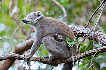 Crowned lemur (Eulemur coronatus) female with infant, East Coast of Madagascar.