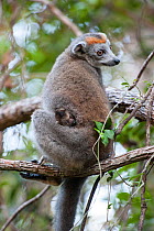 Crowned lemur (Eulemur coronatus) female with infant, East Coast of Madagascar.