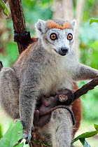 Crowned lemur (Eulemur coronatus) mother with infant, East Coast of Madagascar.
