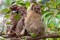 Eastern woolly lemur (Avahi laniger) group on branch,  Andasibe-Mantadia National Park, Madagascar.