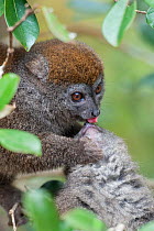 Grey bamboo lemur (Hapalemur griseus) one grooming another, Madagascar.