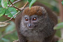 Grey bamboo lemur (Hapalemur griseus) portrait, Madagascar.