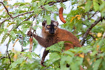 Red-fronted brown lemur (Eulemur rufifrons) Berenty Private Reserve, Madagascar