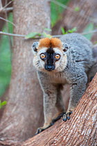Red-fronted brown lemur (Eulemur rufifrons) Berenty Private Reserve, Madagascar