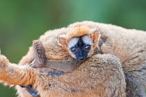 Red-fronted brown lemur (Eulemur rufifrons) infant clinging to mother, Berenty Private Reserve, Madagascar.