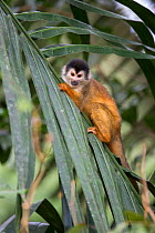 Central American squirrel monkey (Saimiri oerstedii) Osa Peninsula, Costa Rica.