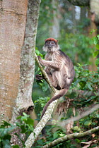 Red colobus monkey (Procolobus badius) Kibale Forest, Uganda.