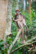 Red colobus monkey (Procolobus badius) mother and infant, Kibale Forest, Uganda.