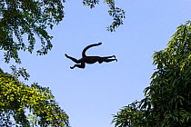 Black-handed spider monkey (Ateles geoffroyi) leaping from tree to tree, Osa Peninsula, Costa Rica.