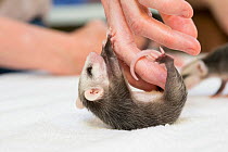 Virginia opossum (Didelphis virginiana) orphaned baby age ten weeks, clinging to foster mother's fingers. Their mother was hit by car. WildCare, San Rafael, California, USA, April. Model released.