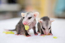 Virginia opossum (Didelphis virginiana) orphaned babies age ten weeks, eating chopped grape. Their mother was hit by car. WildCare, San Rafael, California, USA, April.