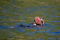 Northern sea otter (Enhydra lutris) eating crab, Prince William Sound, Alaska, USA, July.