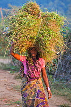 Woman carrying bundle of grass, Rancha village at the border of Bandhavgarh National Park, India, January 2012.
