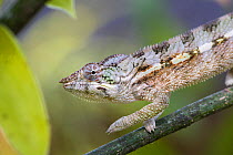 Oustalet's chameleon (Furcifer oustaleti) Masoala National Park, Madagascar.