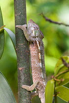 Oustalet's Chameleon (Furcifer oustaleti) Masoala National Park, Madagascar.