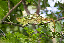 Parson's chameleon (Chamaeleo parsonii) profile, Masoala National Park, Madagascar