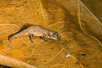 Pygmy stump-tailed chameleon (Brookesia peyrierasi) on leaf, Nosy Mangabe Reserve, Madagascar.
