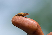 Pygmy stump-tailed chameleon (Brookesia peyrierasi) on human finger, Nosy Mangabe Reserve, Madagascar.