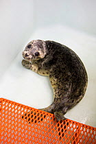 Harbor seal (Phoca vitulina) orphaned pup, Alaska Sea Life Center, Seward, Alaska, USA, June.