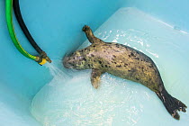 Harbor seal (Phoca vitulina) orphaned pup, Slaska Sea Life Center, Seward, Alaska, USA, June.