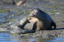 Harbor seal (Phoca vitulina) young pup age less than a week, vocalizing to mother, Monterey Bay, California, USA, June.