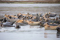 Harbor seal (Phoca vitulina) group hauled out, Elkhorn Slough, Monterey Bay, California, USA, March.
