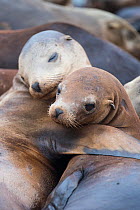 California sea lions (Zalophus californianus) two resting with flippers round each other,  Monterey Bay, California, USA, September.