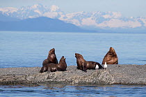 Steller sea lion (Eumetopias jubatus) young males sparring with large bull in background, Prince William Sound, Alaska, USA, July.