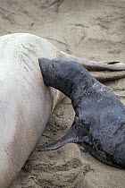 Northern elephant seal (Mirounga angustirostris) pup age five days suckling, Piedras Blancas, California, USA, December.
