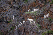 Dall sheep (Ovis dalli) group on cliffs, Seward Highway, Alaska, USA. July.