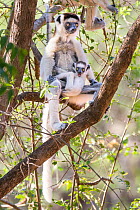 Verreaux's sifaka (Propithecus verreauxi) female (possibly with one injured eye, and young, Berenty Private Reserve, Madagascar.