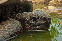 Aldabra Giant tortoise (Aldabrachelys gigantea) resting in a pool to keep cool, Grand Terre, Natural World Heritage Site, Aldabra